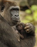 The Cross-River Gorilla; One of The World's Most Endangered Primates