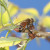 A honey bee gathering nectar. A honey bee gathering nectar.