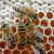 A honeybee capping the cell. A honeybee capping the cell.