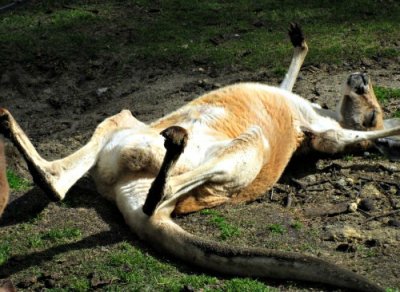 A sleepy sunbathing Kangaroo