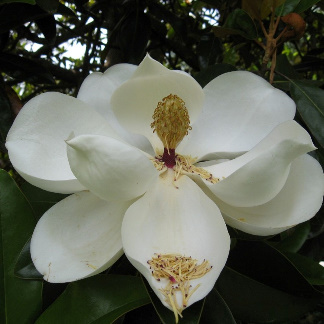 This is one of my most favorite photos and I have taken many of Southern Magnolia Blossoms.  One of these days I am going to paint a picture of this one.  