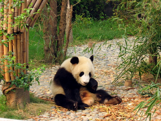 Colegota: Pandas of Chengdu