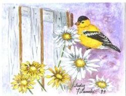 Goldfinch Note Card. My "rent payer."