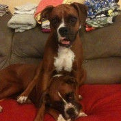 Irie and Bella profile image