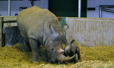 Kolmarden Zoo new Baby girl