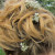 Seeds in the bridal hairdo. Seeds in the bridal hairdo.