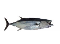longfin albacore tuna