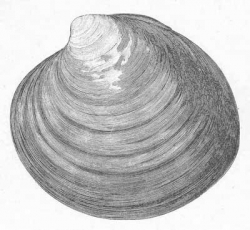ocean quahog sea clam