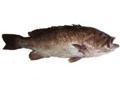 snowy grouper picture