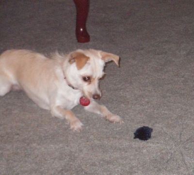 Is Lexie part cat?  She is playing with a yarn pom pom that was left over from my knitting project.