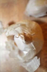 Garlic