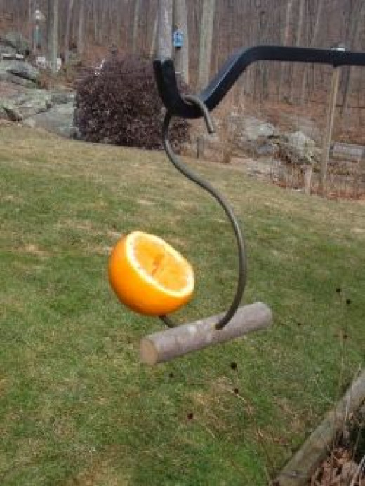 Feeding Orioles: How To Make an Oriole Feeder | HubPages