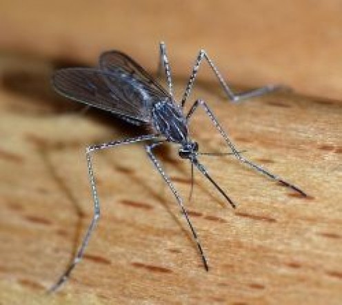 How To Make a Homemade Mosquito Trap How To Make a Homemade Mosquito Trap