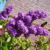 How and When To Prune Lilacs: Tips on Pruning Lilacs For Bigger Blooms