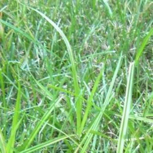 How To Control Nutsedge In Your Lawn: Nutsedge Weed Killer | HubPages