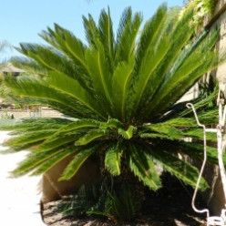 10 Reasons Not to Plant the Sago Palm