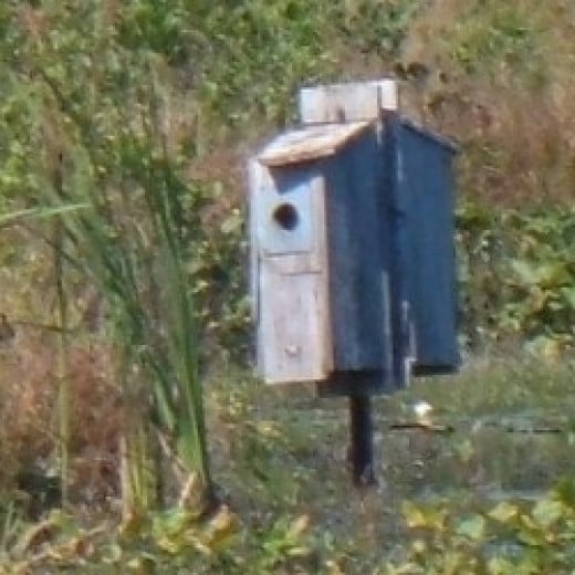 Wood Duck Nest Box Plans How To Build A Wood Duck Nesting Box HubPages
