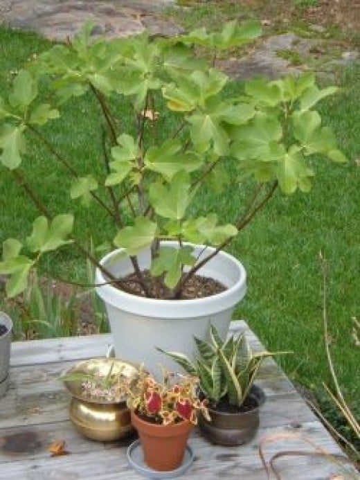 How to Grow Fig Trees in Containers | HubPages