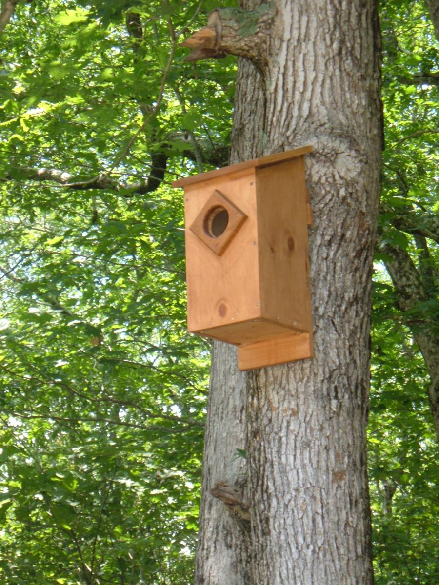 Screech Owl House Plans: How to Build a Screech Owl Box 