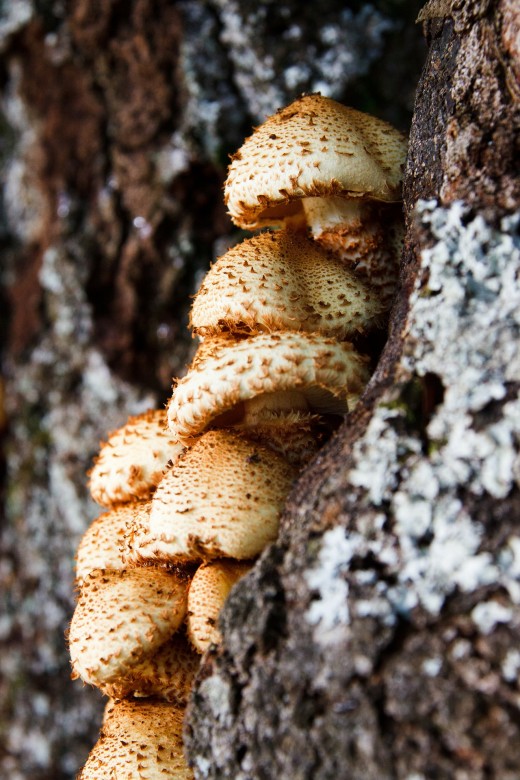 Mushrooms grow quickly in forests