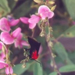Arizona Butterflies and Moths