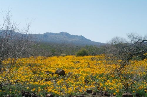 Peridot Mesa, the most famous location on the Apache Reservation for California Poppies. This is east of Globe, Arizona. Peridots are the local semi-precious gemstone, light green and transparent in color.