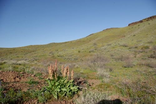 Peridot Mesa with few poppies. The plant in the foreground is Canaigre or Wild Rhubarb.