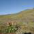 Peridot Mesa with few poppies. The plant in the foreground is Canaigre or Wild Rhubarb. Peridot Mesa with few poppies. The plant in the foreground is Canaigre or Wild Rhubarb.