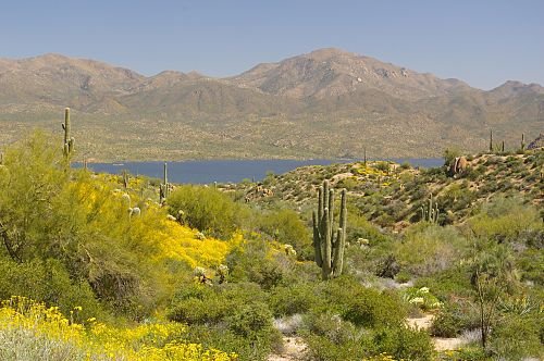 Bartlett Lake at last! Yellow Brittlebush in the foreground.