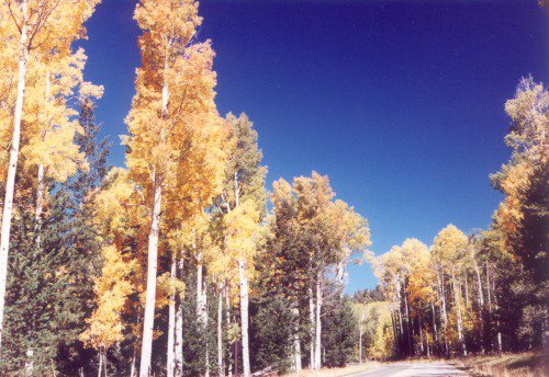 Autumn aspens along the road to the ski resort area.