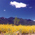 San Francisco Peaks in August, when they get their "spring" flowers. Those are sunflowers.