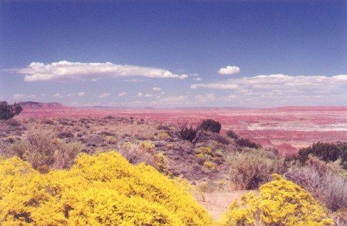 Painted Desert with spring flowers.