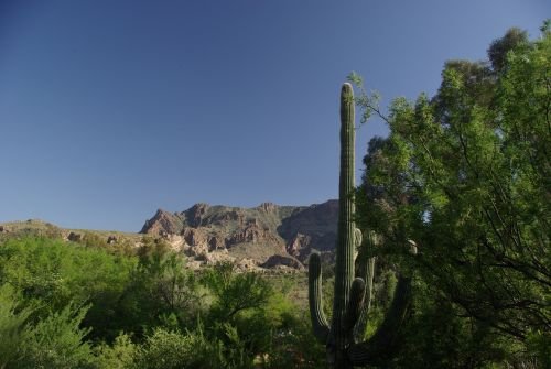 Mountains with a saguaro.