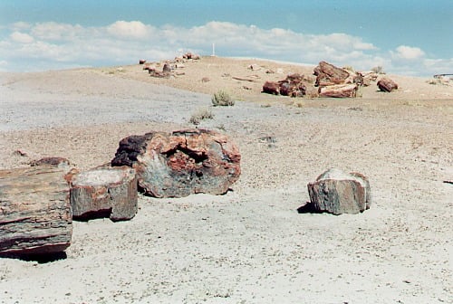 Petrified Forest, log sections.