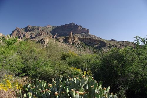 Mountains with a prickly pear in the foreground.