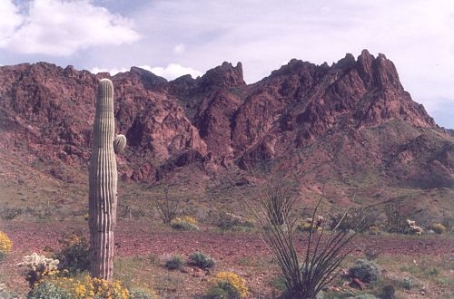 One more view, with brittlebush. Most people don't realize the desert can be this green and colorful.