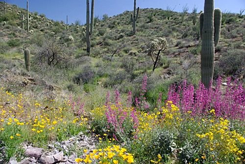 Along US 60 between Phoenix and Globe. At the right time of year, the wildflowers are gorgeous! This is east of Gonzales Pass. The hot pink flowers are Penstemon. In the foreground are a few California Poppies. On the lower right is Brittlebush.