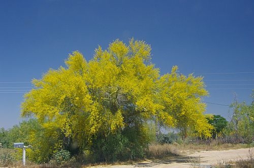 Another approach to Globe. This highway goes to Florence, and from there you can go east to Globe. The tree is a Palo Verde in bloom.