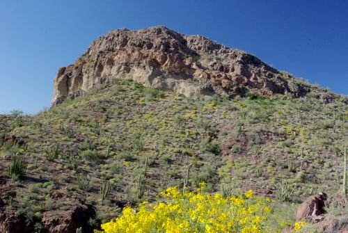 Brittlebush with a peak in the background.