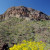 Brittlebush with a peak in the background. Brittlebush with a peak in the background.