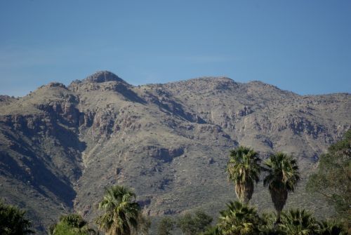View from Agua Caliente, a city park with wonderful birding, and a couple of lakes. They also have lots of beautiful palm trees. There is one palm tree which is native to the Sonoran Desert, but I don't know if this is the species.