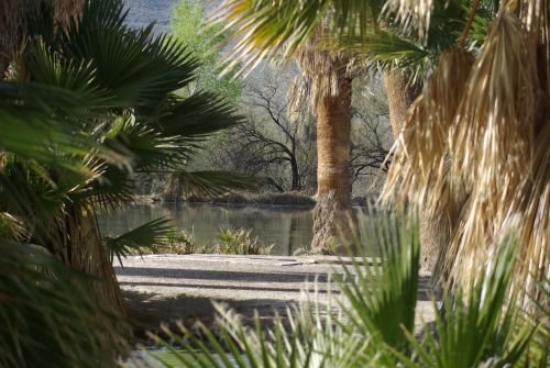 One of the lakes at Agua Caliente. There are usually a lot of ducks around the area in winter.