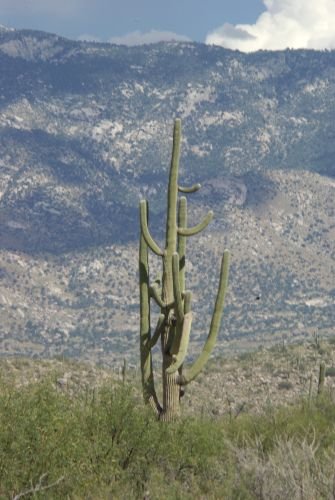 View toward the Catalinas with one saguaro.