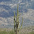 View toward the Catalinas with one saguaro.
