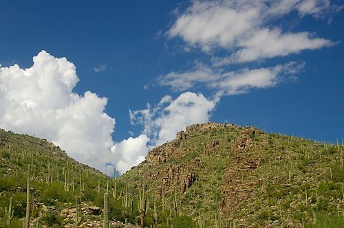 Lower elevations are covered with Saguaros.