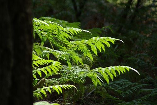 There are beautiful ferns in many places. This is on Incinerator Ridge, and the shadow on the left is a tree trunk.