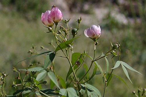 Wild cotton. The best time of year to find wildflowers on Mount Lemmon is in August.