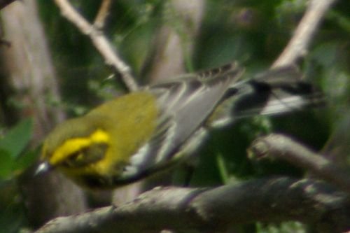 Townsend's Warbler on Incinerator Ridge.