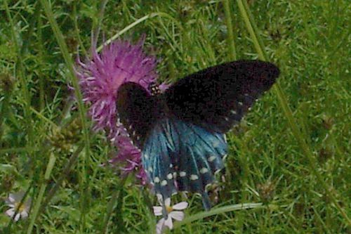 Pipevine Swallowtail on Thistle. These butterflies HATE to stand still, so it is difficult to get a good photo.