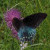 Pipevine Swallowtail on Thistle. These butterflies HATE to stand still, so it is difficult to get a good photo. Pipevine Swallowtail on Thistle. These butterflies HATE to stand still, so it is difficult to get a good photo.